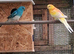 Pair redrumps