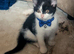 Kitten ready to leave