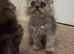 Beautiful Silver Shaded & Black Smoke Persian Kittens