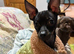 Imperial Shitzu cross Russian toy terrier