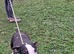 English bullterrier female
