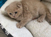 Beautiful Scottish fold (mixbreed) kittens
