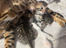 Bengal kittens
