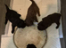 French bulldog x poodle