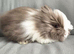 Handsome Chocolate and white double mane lion head buck