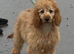 Ted most loving boy perfect family boy
