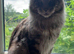 Cream Red Maine Coon Kitten- ready to leave