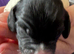 Beautiful Sprocker Puppies from Kc reg parents