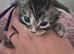 6 beautiful Maine coon kittens