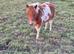 Miniature Shetland Filly