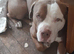 URGENT APPEAL male dog