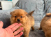 Pomeranian Puppies