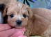 Exceptional F1 Maltipoo puppies