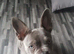 Frenchie