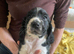 Cocker spaniel puppies