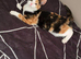 Female kitten
