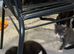 Ragdoll cross russian blue kittens