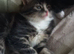 4 beautiful fluffy cute kittens