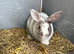 Violet 4 month old mini lop