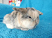Baby mini lops for sale