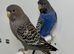 Black Face Budgies For Sale