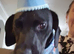 Patterdale terrier