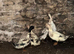 Ducks