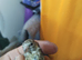 2026 grey goldfinches