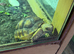 6 month old Sulcata and set up