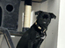 Boston terrier / Pug 1 year old