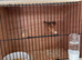 Weaver Finch