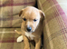 Farm bred Jack Russell’s