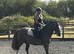 14hh Cob Gelding
