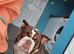 Male and female bulldag