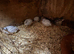 Chinese painted Quail Hatching Eggs