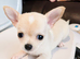 Adorable chihuahua puppies ready for there forever home