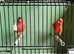 Red factor canaries