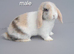 Beautiful mini lop rabbits ready now