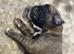 KC boxer puppies