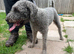 Bedlington terrier