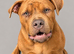 Staff x mastiff
