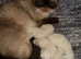 Colourpoint Exotic Shorthair Kittens