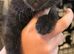 Lovely girl kittens