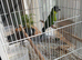 Young Ringneck
