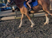 Stunning gelding