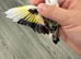 2026 Pied or chev goldfinches