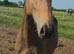 Very pretty dun 3yr filly ready to produce