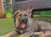 German shepherd puppies for sale.