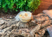 Male wild type bearded dragon