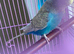Male opaline budgie